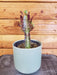 The Plant Farm® Houseplants Euphorbia Trigona Rubra, 4" Plant