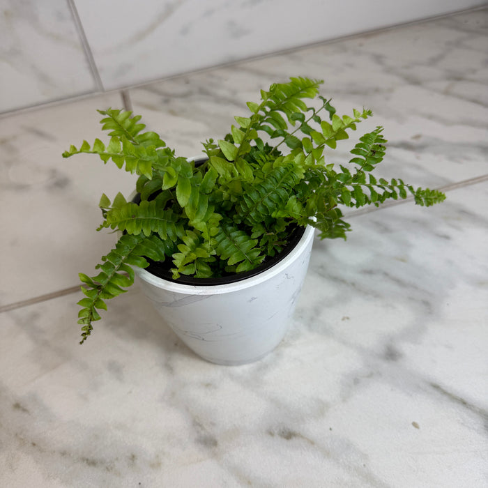 The Plant Farm® Houseplants Fern Compact Boston, 4" Plant