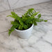The Plant Farm® Houseplants Fern Compact Boston, 4" Plant