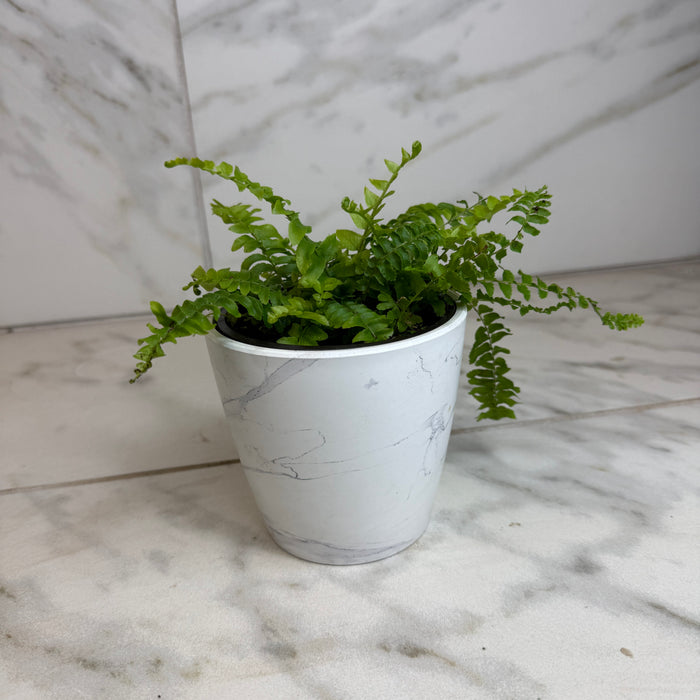 The Plant Farm® Houseplants Fern Compact Boston, 4" Plant