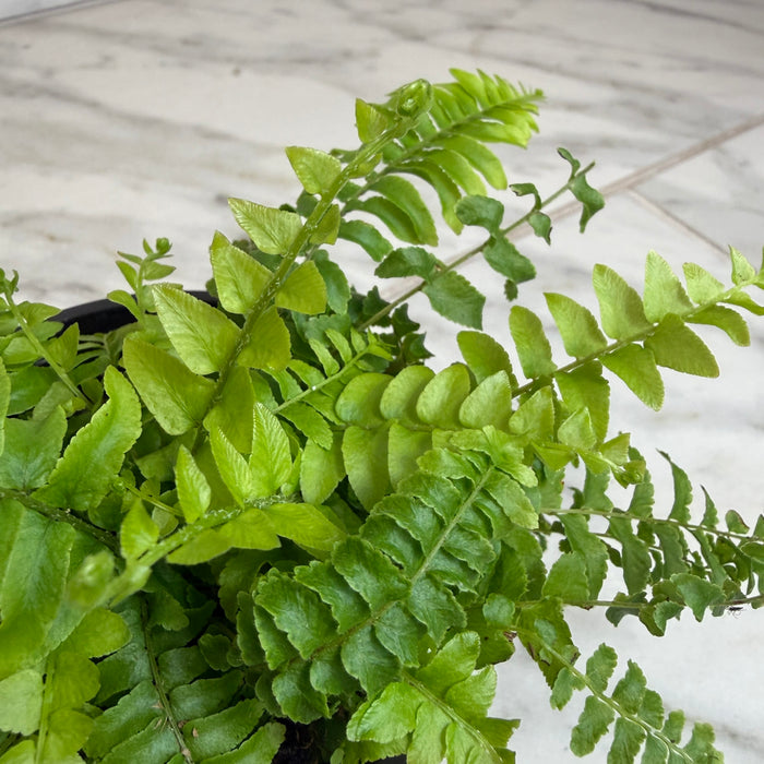 The Plant Farm® Houseplants Fern Compact Boston, 4" Plant