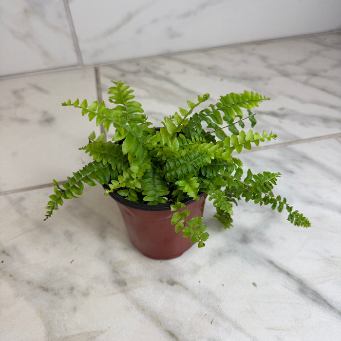 The Plant Farm® Houseplants Fern Compact Boston, 4" Plant
