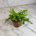 The Plant Farm® Houseplants Fern Compact Boston, 4" Plant