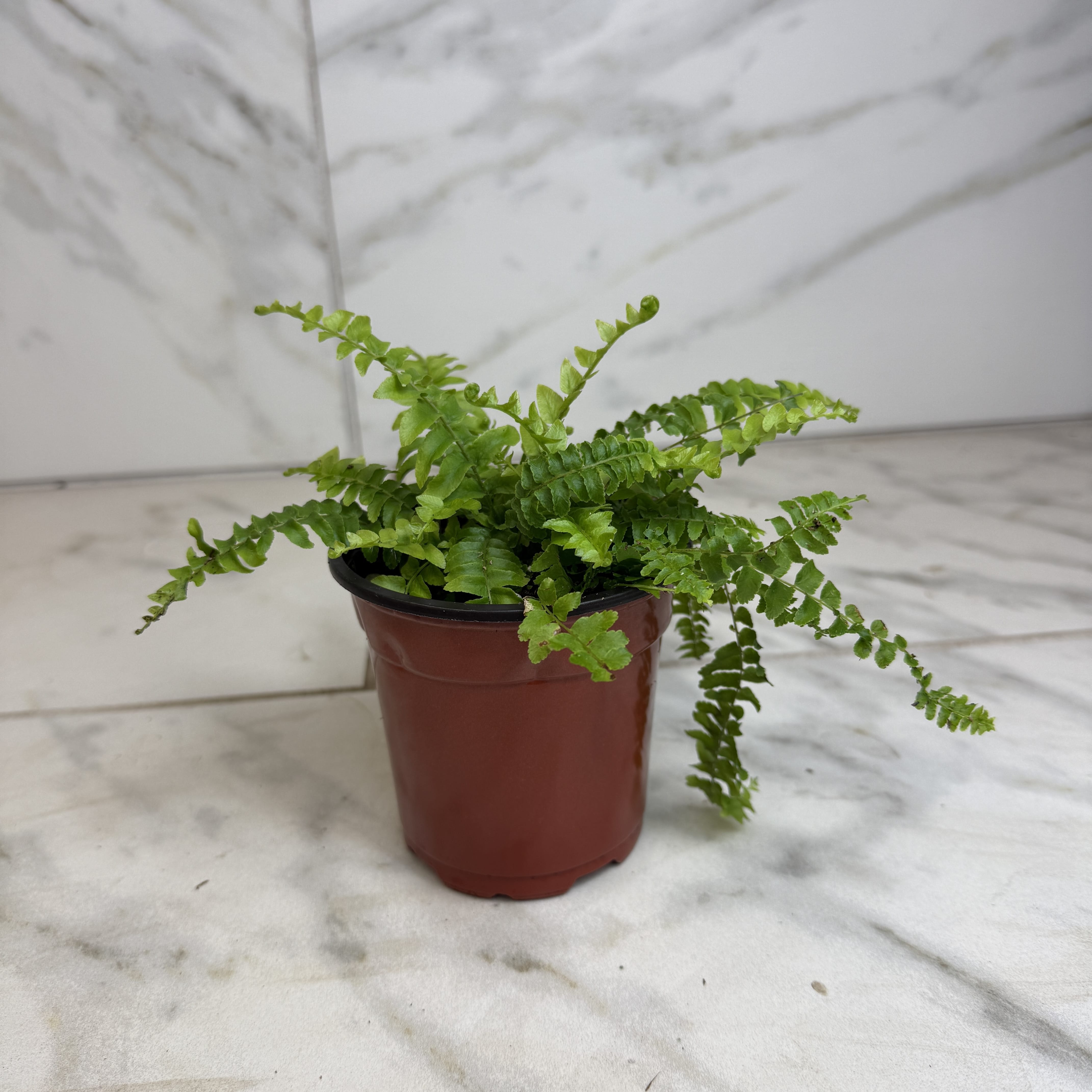 indoor plants boston fern Fern Compact Boston, 4" Plant