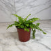 The Plant Farm® Houseplants Fern Compact Boston, 4" Plant
