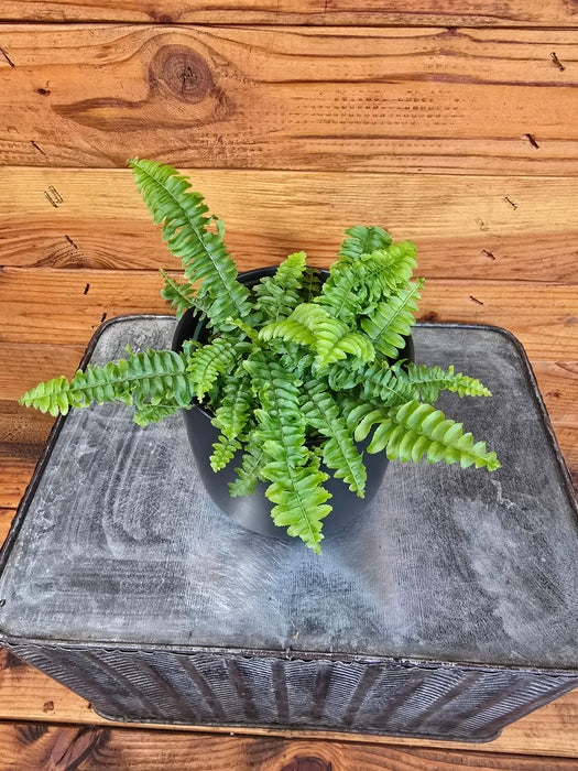 The Plant Farm® Houseplants Fern Compact Boston, 4" Plant