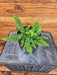 The Plant Farm® Houseplants Fern Compact Boston, 4" Plant