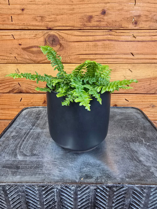 The Plant Farm® Houseplants Fern Compact Boston, 4" Plant