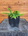 The Plant Farm® Houseplants Fern Compact Boston, 4" Plant