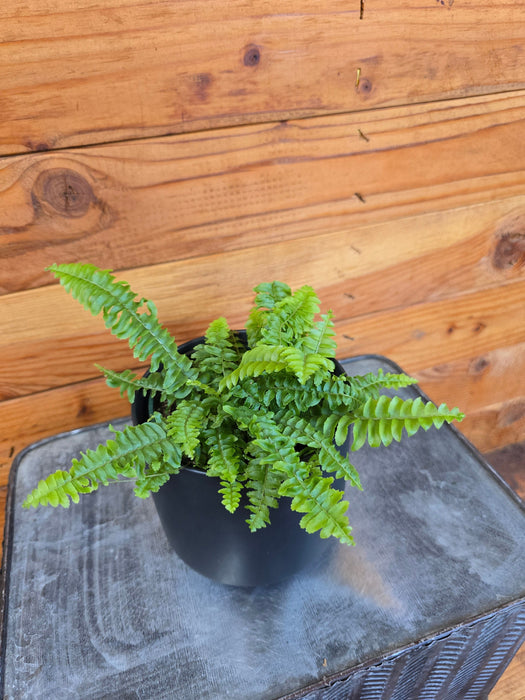 The Plant Farm® Houseplants Fern Compact Boston, 4" Plant