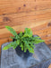 The Plant Farm® Houseplants Fern Compact Boston, 4" Plant