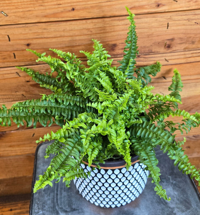 The Plant Farm® Houseplants Fern Compact Boston, 6" Plant