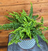 The Plant Farm® Houseplants Fern Compact Boston, 6" Plant