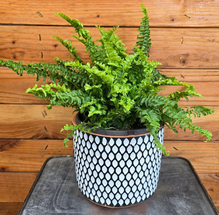 The Plant Farm® Houseplants Fern Compact Boston, 6" Plant