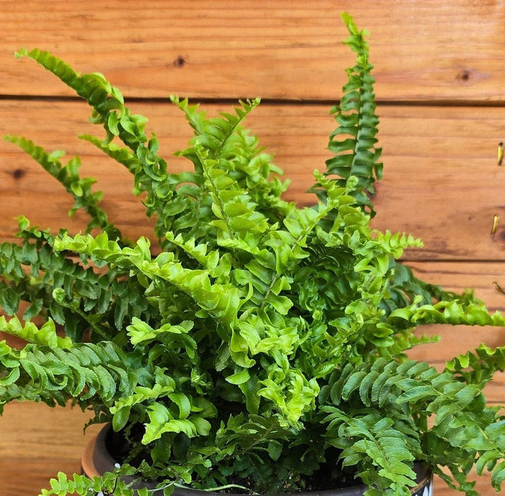 The Plant Farm® Houseplants Fern Compact Boston, 6" Plant