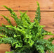 The Plant Farm® Houseplants Fern Compact Boston, 6" Plant