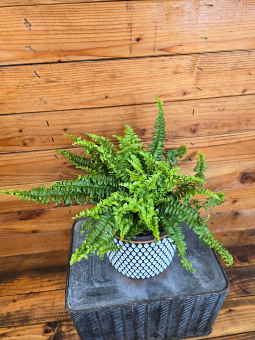 The Plant Farm® Houseplants Fern Compact Boston, 6" Plant