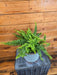 The Plant Farm® Houseplants Fern Compact Boston, 6" Plant