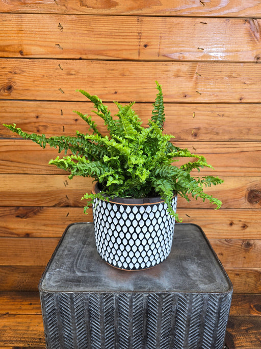 The Plant Farm® Houseplants Fern Compact Boston, 6" Plant