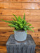 The Plant Farm® Houseplants Fern Compact Boston, 6" Plant