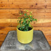 The Plant Farm® Houseplants Ficus Benjamina 'Too Little', 4" Plant