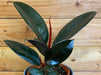 The Plant Farm® Houseplants Ficus Burgundy, 4" Plant