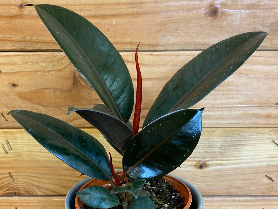 The Plant Farm® Houseplants Ficus Burgundy, 4" Plant