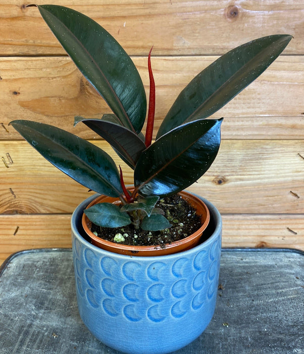 The Plant Farm® Houseplants Ficus Burgundy, 4" Plant