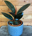 The Plant Farm® Houseplants Ficus Burgundy, 4" Plant