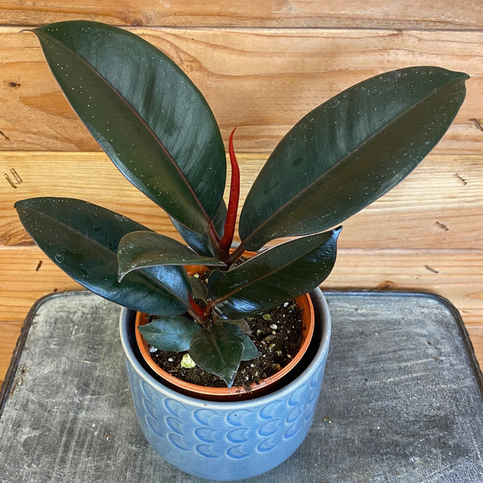The Plant Farm® Houseplants Ficus Burgundy, 4" Plant