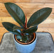 The Plant Farm® Houseplants Ficus Burgundy, 4" Plant