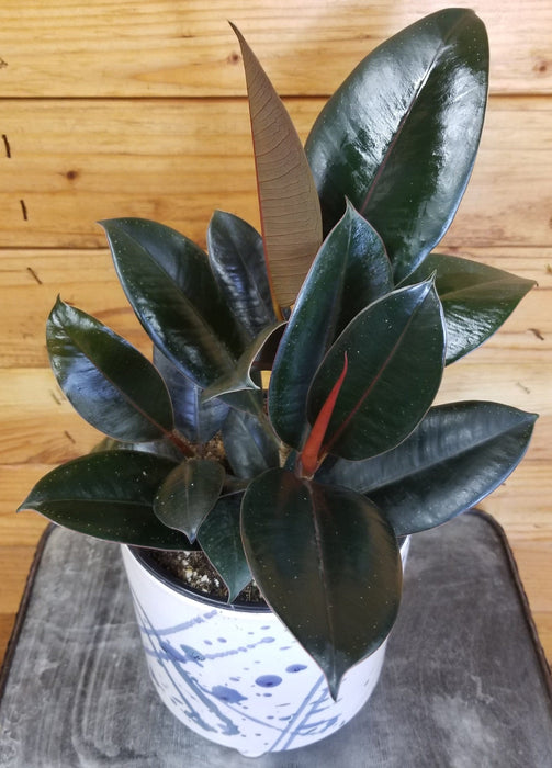 The Plant Farm® Houseplants Ficus Burgundy, 6" Plant