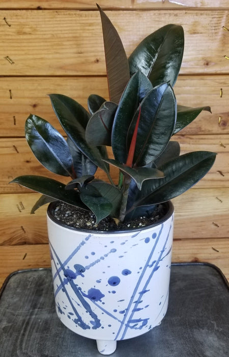 The Plant Farm® Houseplants Ficus Burgundy, 6" Plant