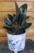 The Plant Farm® Houseplants Ficus Burgundy, 6" Plant