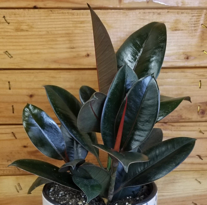 The Plant Farm® Houseplants Ficus Burgundy, 6" Plant