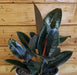 The Plant Farm® Houseplants Ficus Burgundy, 6" Plant