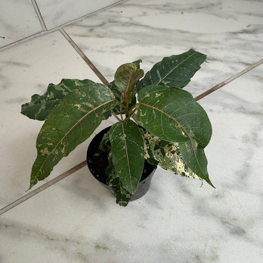 The Plant Farm® Houseplants Ficus Cotton Color, 2" Plant