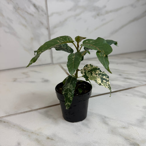 The Plant Farm® Houseplants Ficus Cotton Color, 2" Plant