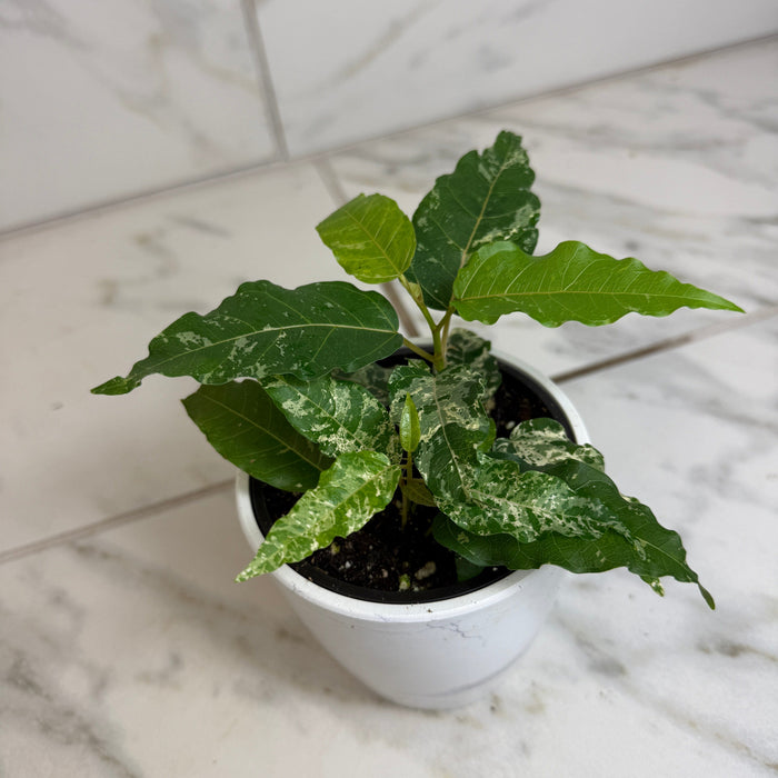 The Plant Farm® Houseplants Ficus Cotton Color, 4" Plant