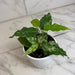 The Plant Farm® Houseplants Ficus Cotton Color, 4" Plant