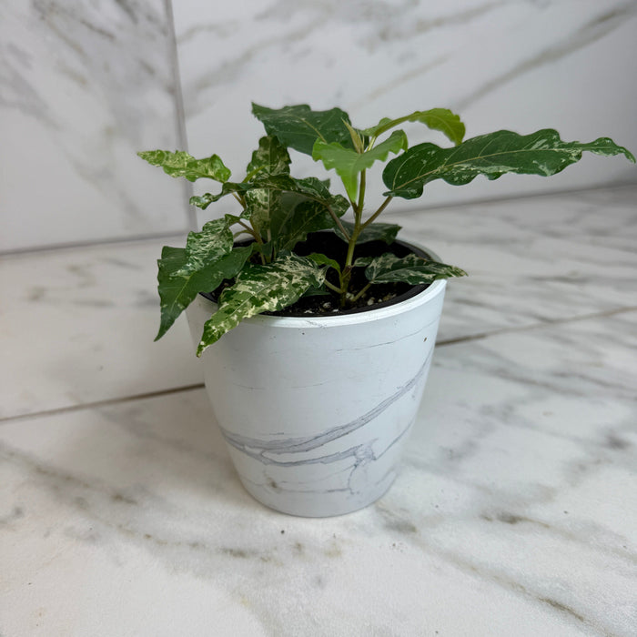 The Plant Farm® Houseplants Ficus Cotton Color, 4" Plant
