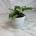 The Plant Farm® Houseplants Ficus Cotton Color, 4" Plant