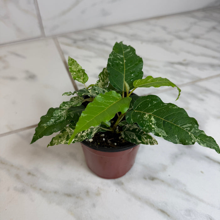 The Plant Farm® Houseplants Ficus Cotton Color, 4" Plant