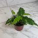 The Plant Farm® Houseplants Ficus Cotton Color, 4" Plant