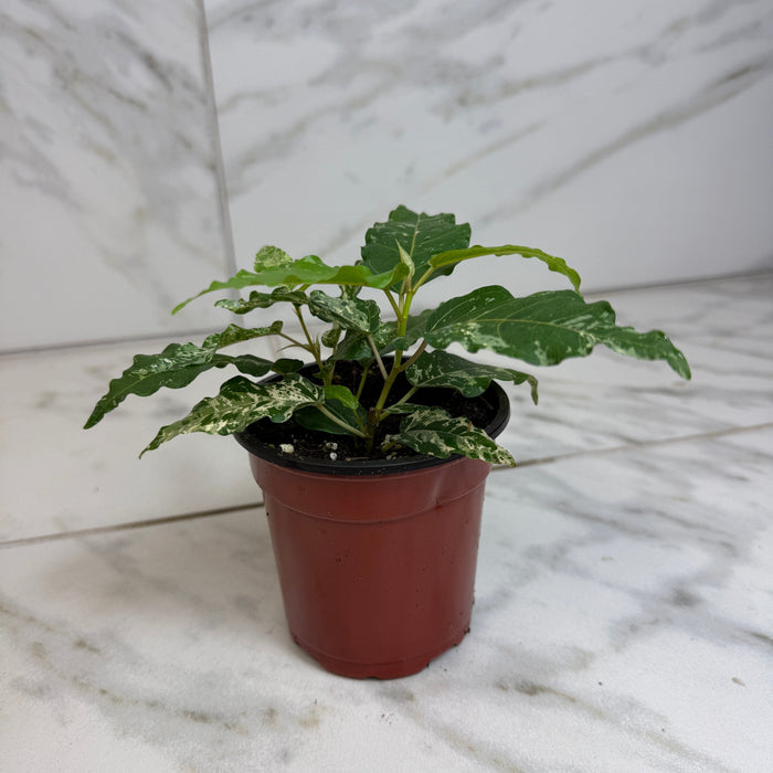 The Plant Farm® Houseplants Ficus Cotton Color, 4" Plant