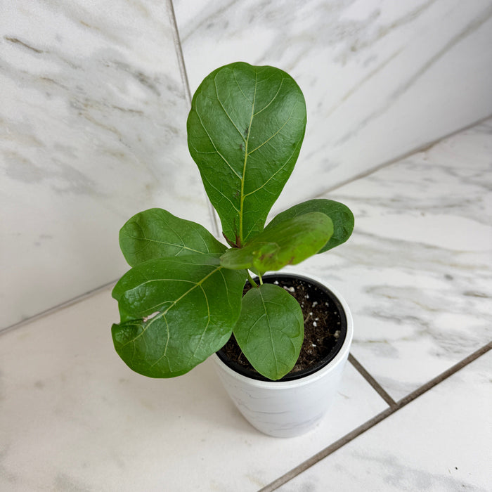 The Plant Farm® Houseplants Ficus lyrata 'Bambino', 4" Plant