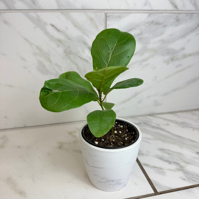 The Plant Farm® Houseplants Ficus lyrata 'Bambino', 4" Plant