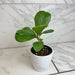 The Plant Farm® Houseplants Ficus lyrata 'Bambino', 4" Plant