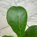 The Plant Farm® Houseplants Ficus lyrata 'Bambino', 4" Plant