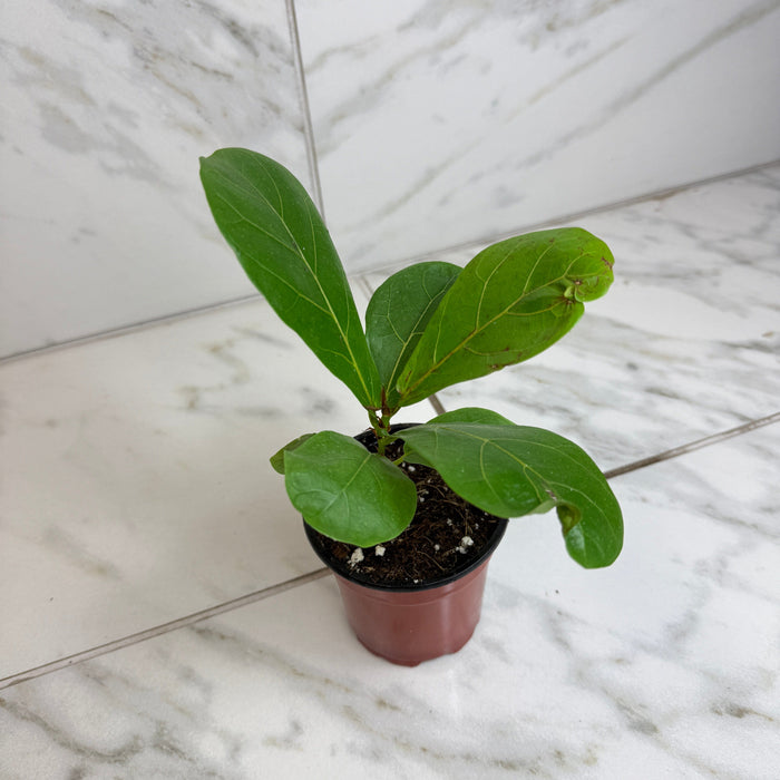 The Plant Farm® Houseplants Ficus lyrata 'Bambino', 4" Plant